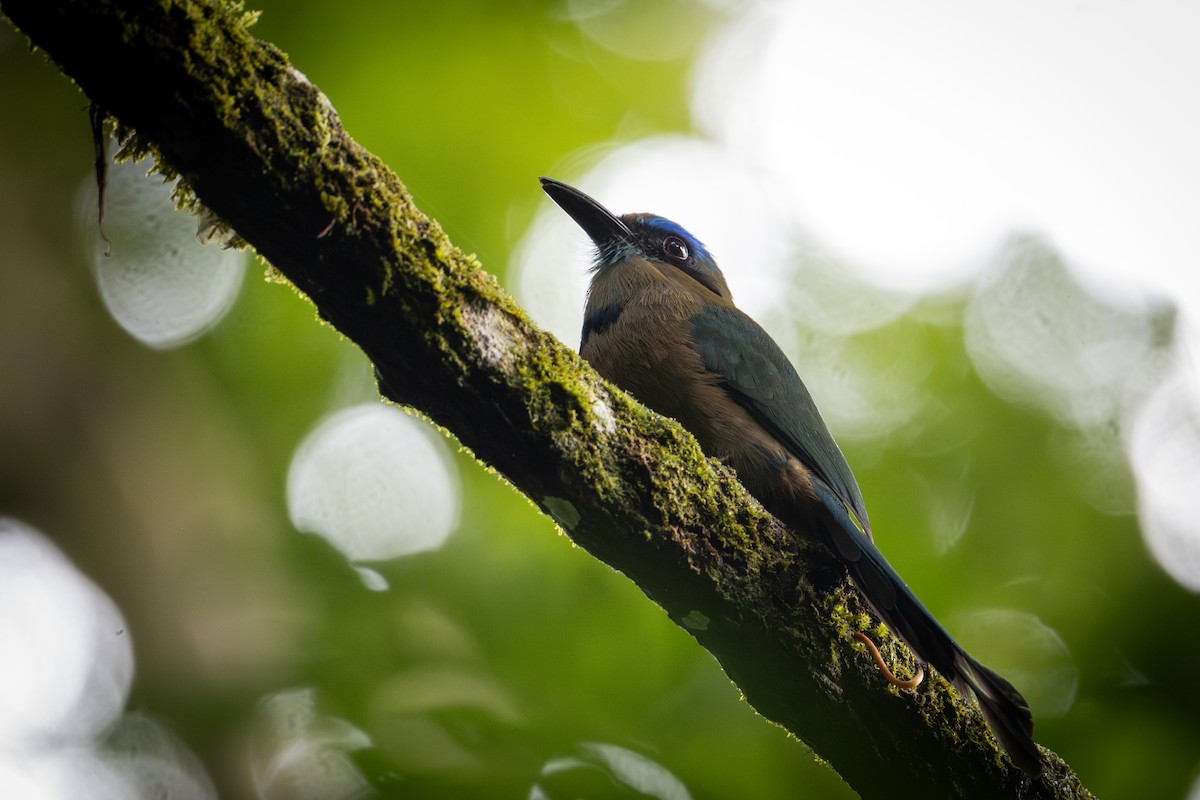 Keel-billed Motmot - ML645133380