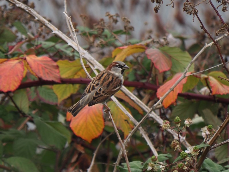 House Sparrow - ML645133404