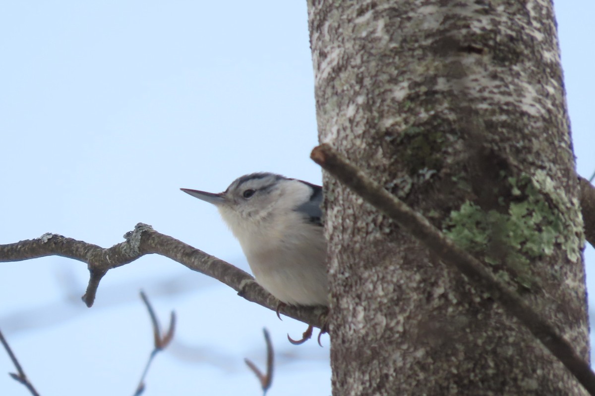 White-breasted Nuthatch - ML645133423