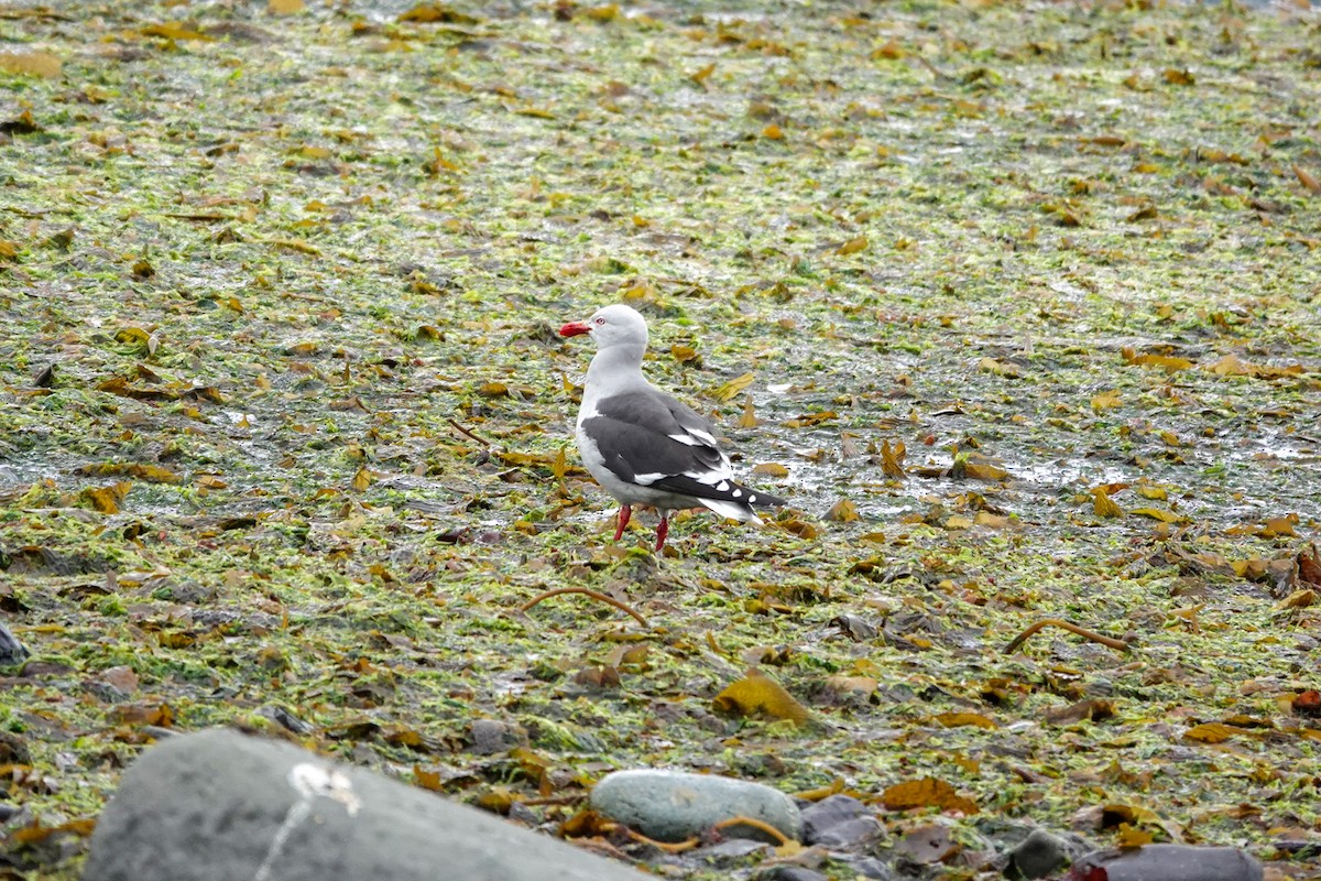 Dolphin Gull - ML645133451