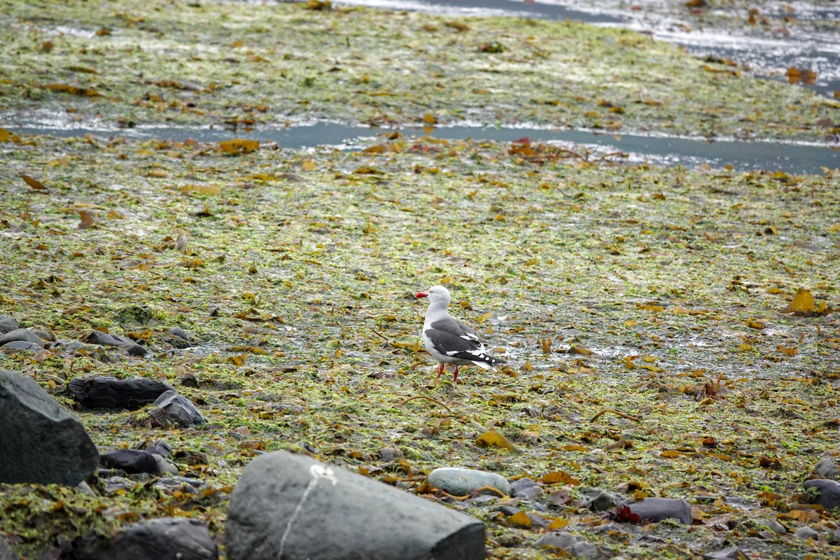 Dolphin Gull - ML645133452