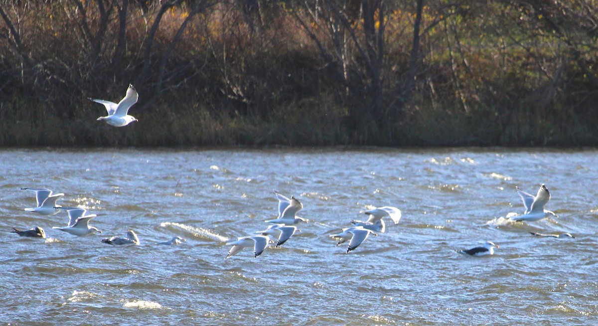 Möwe, unbestimmt - ML645133504