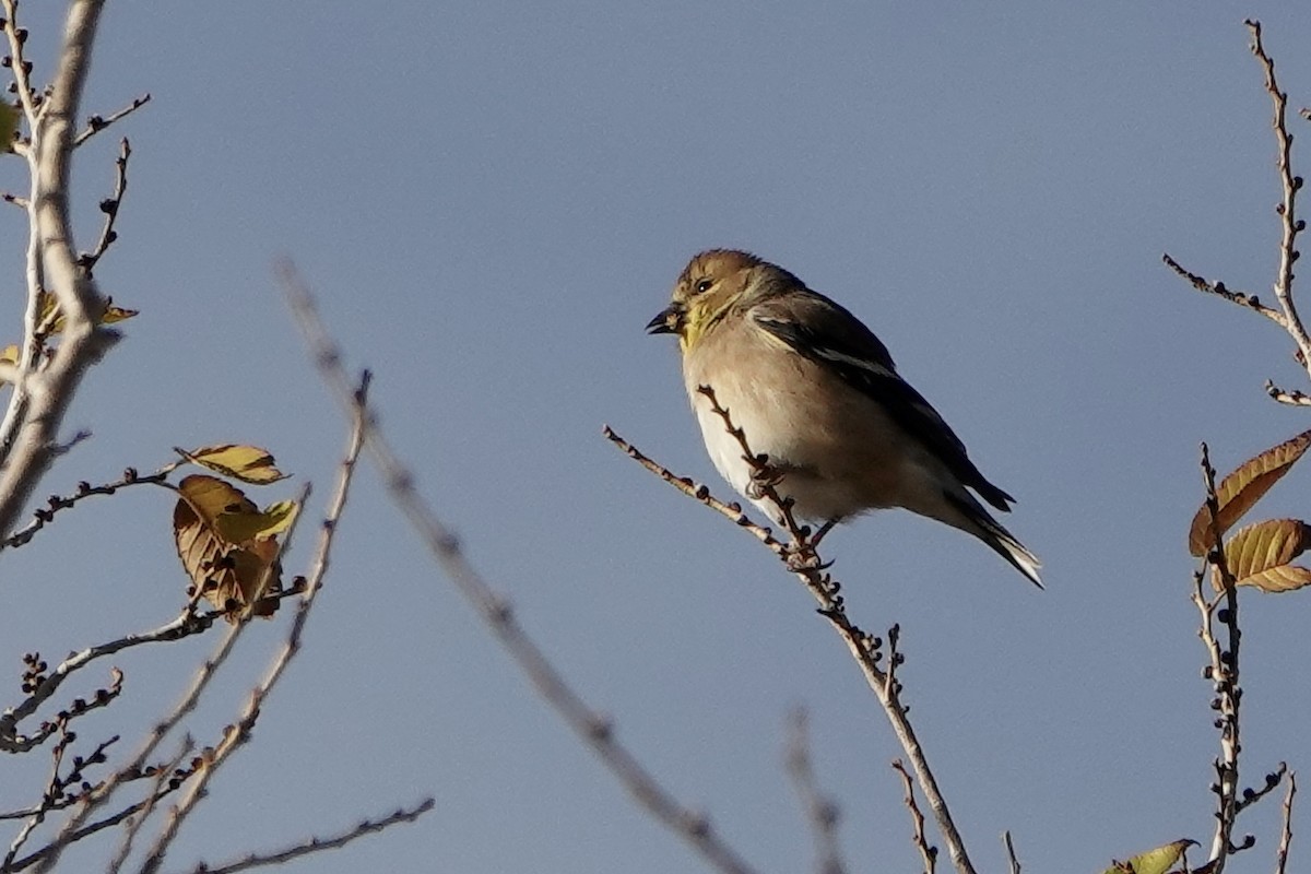 American Goldfinch - ML645133512