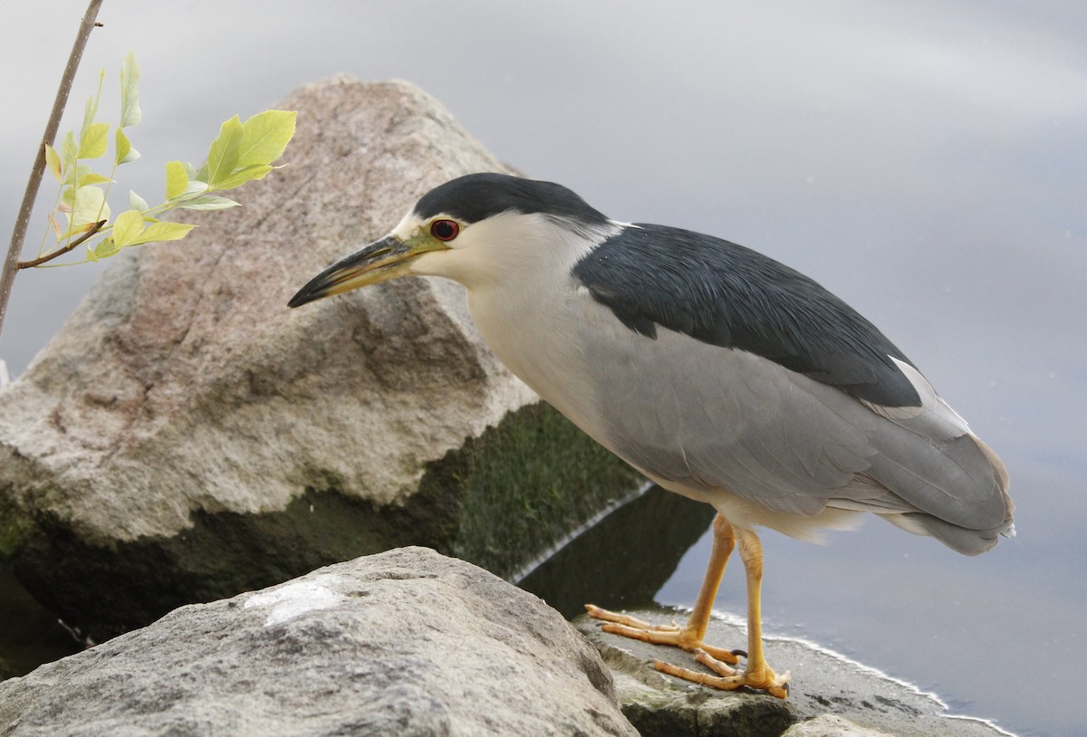 Black-crowned Night Heron - ML645133523