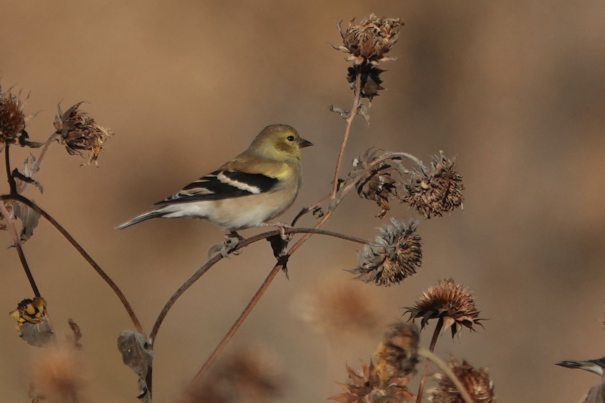 American Goldfinch - ML645133524