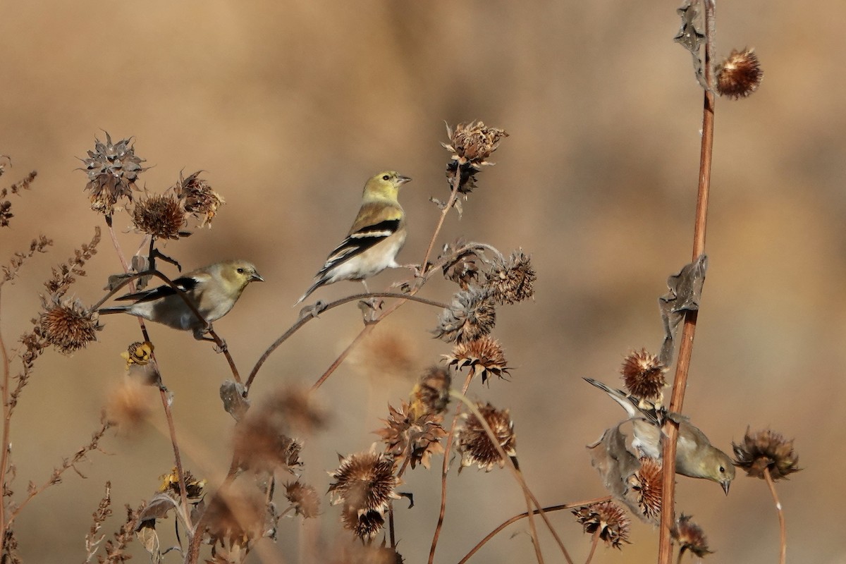American Goldfinch - ML645133526
