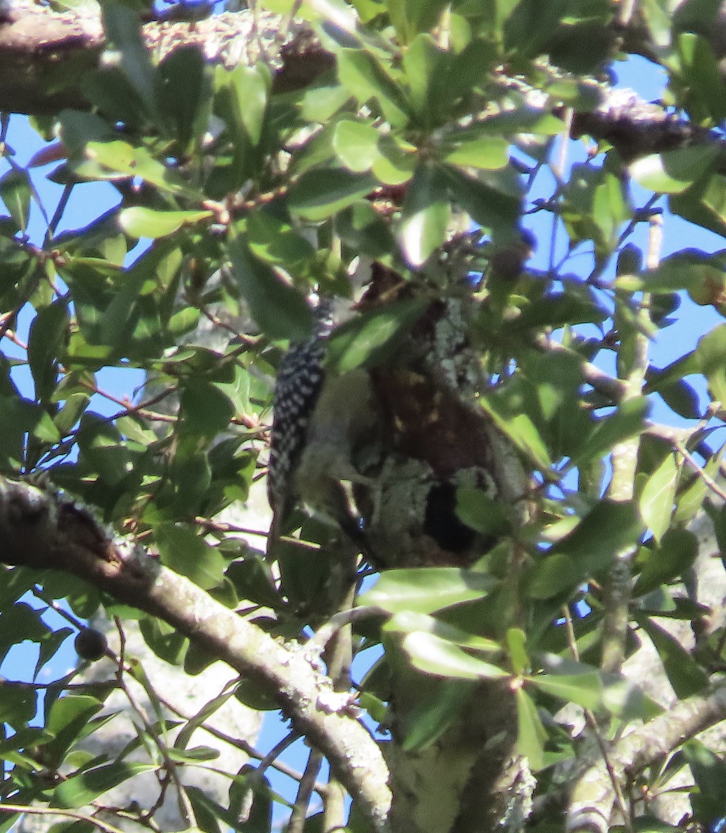 Carolinaspecht - ML645133527