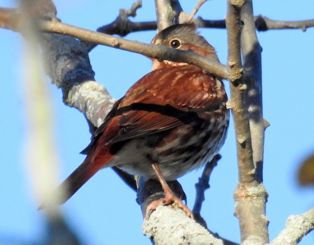 Fox Sparrow - ML645133531