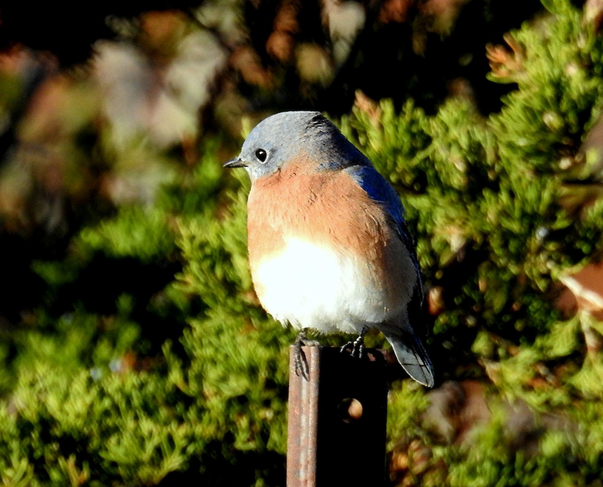 Eastern Bluebird - ML645133549