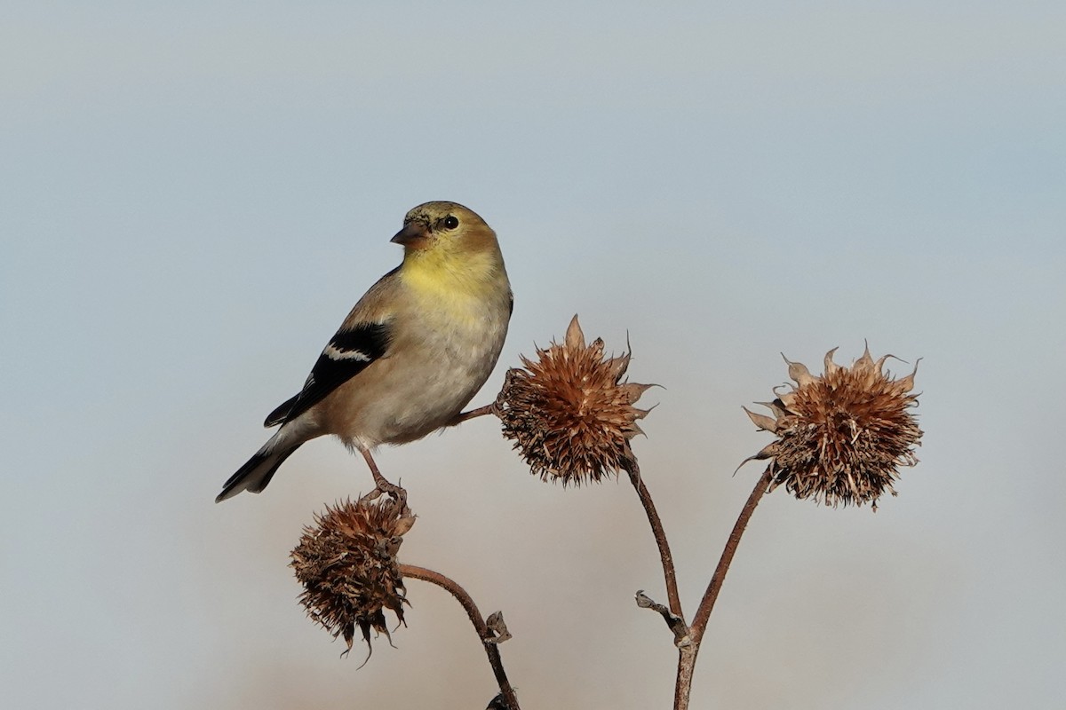 American Goldfinch - ML645133555