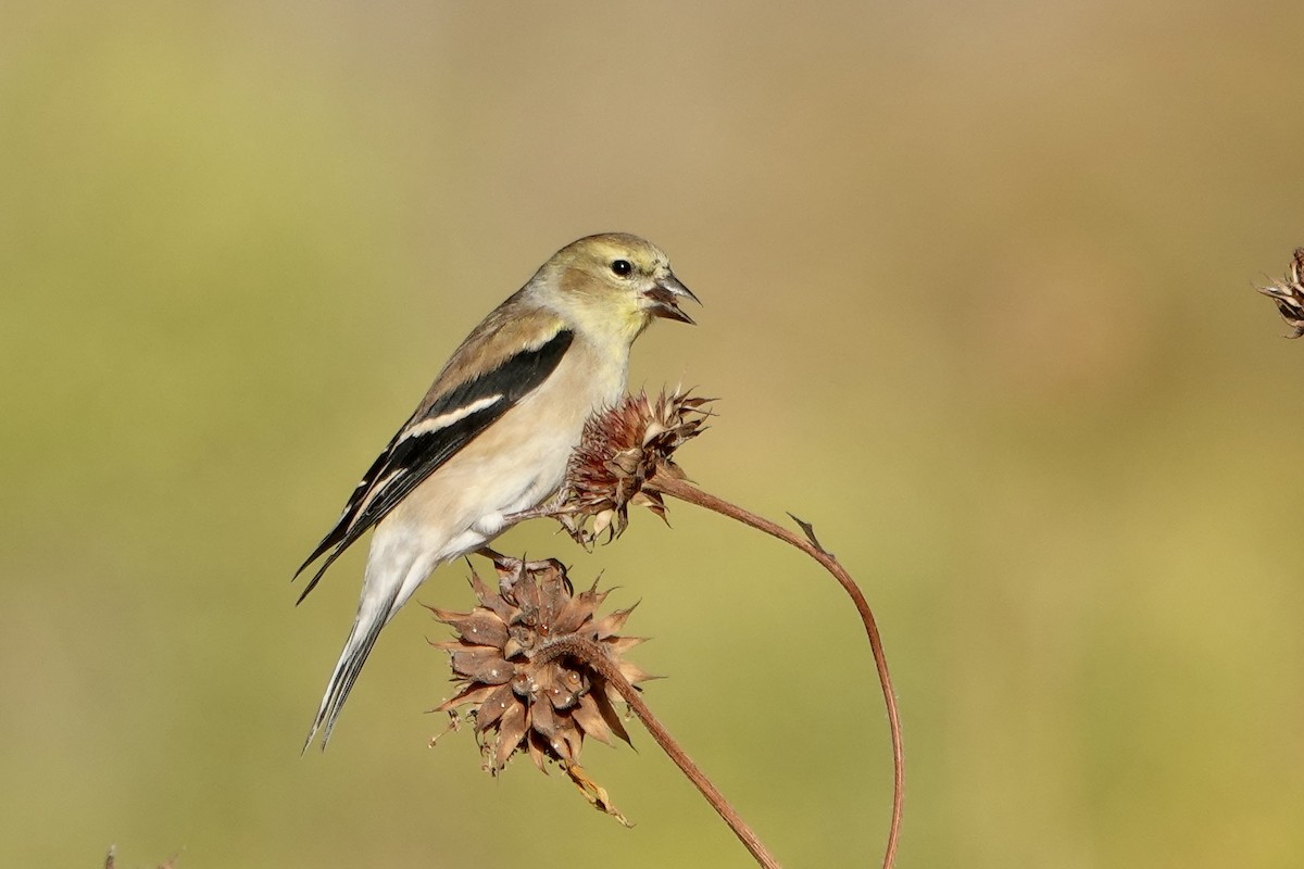 American Goldfinch - ML645133581
