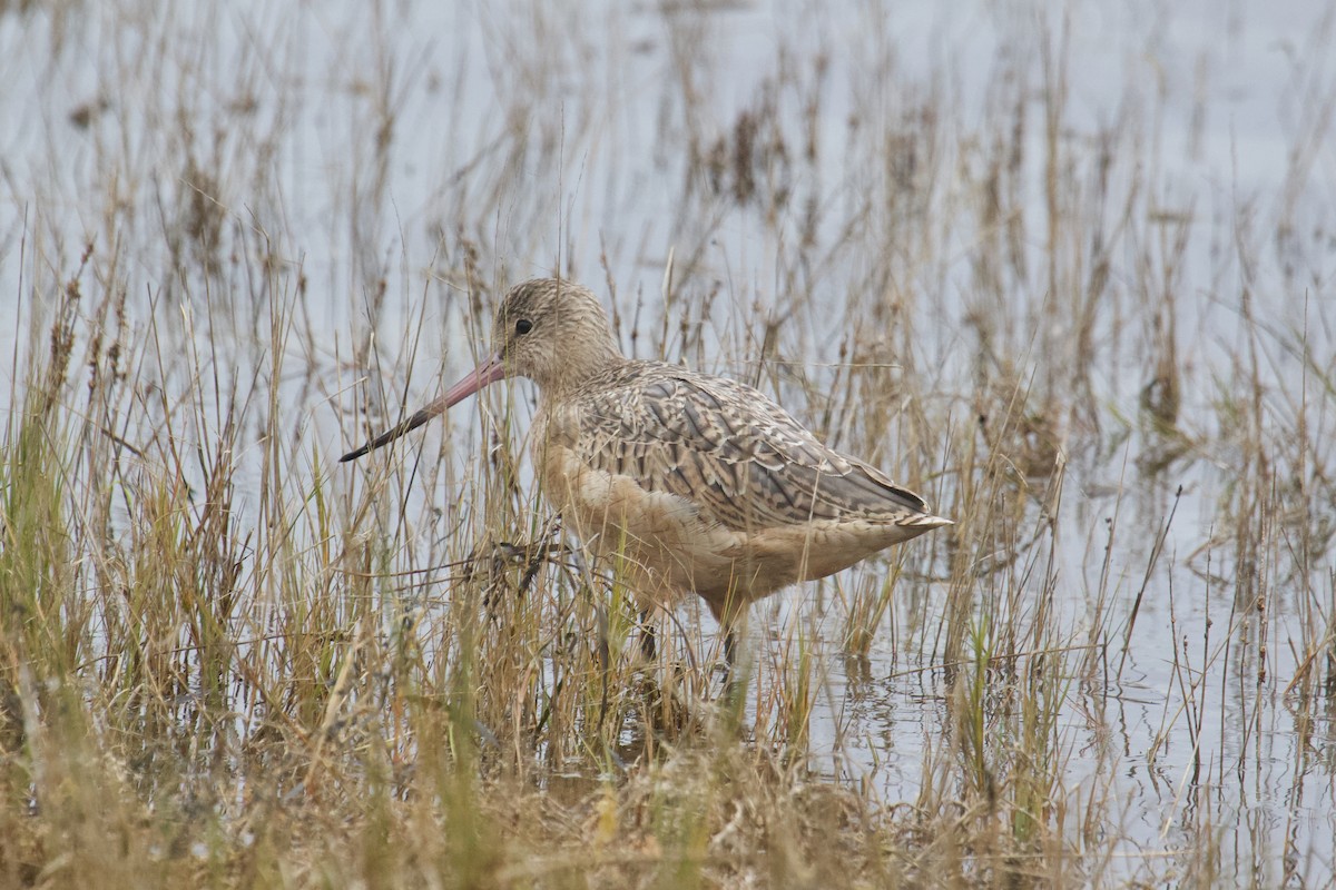 Marbled Godwit - ML645133594