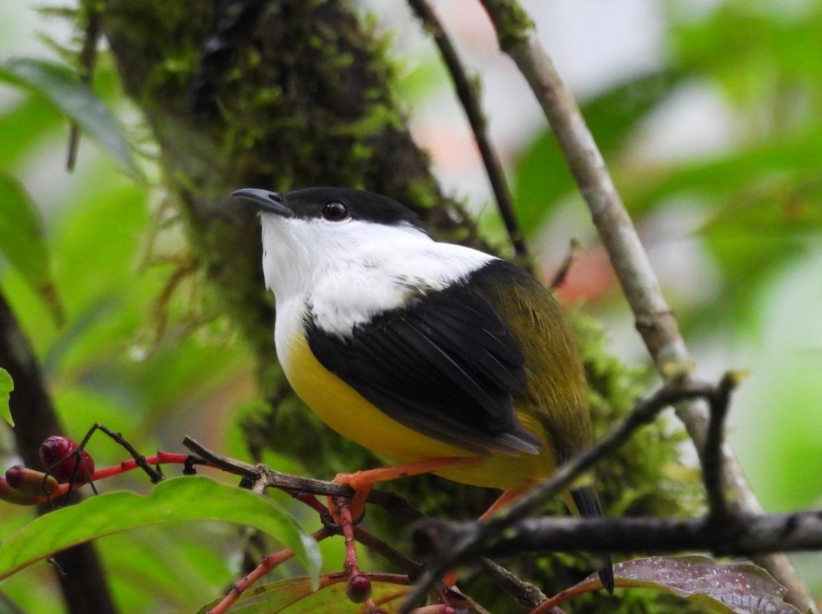 Ak Boyunlu Manakin - ML645133596