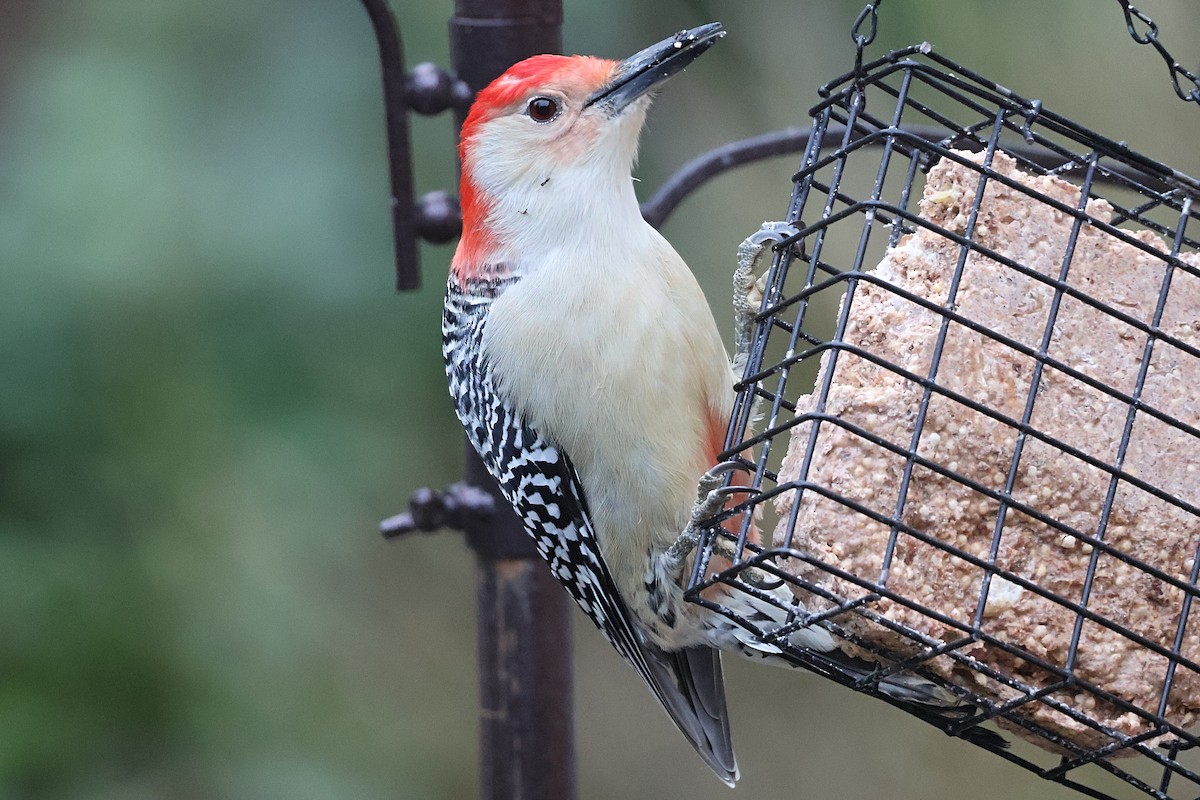 Carolinaspecht - ML645133601