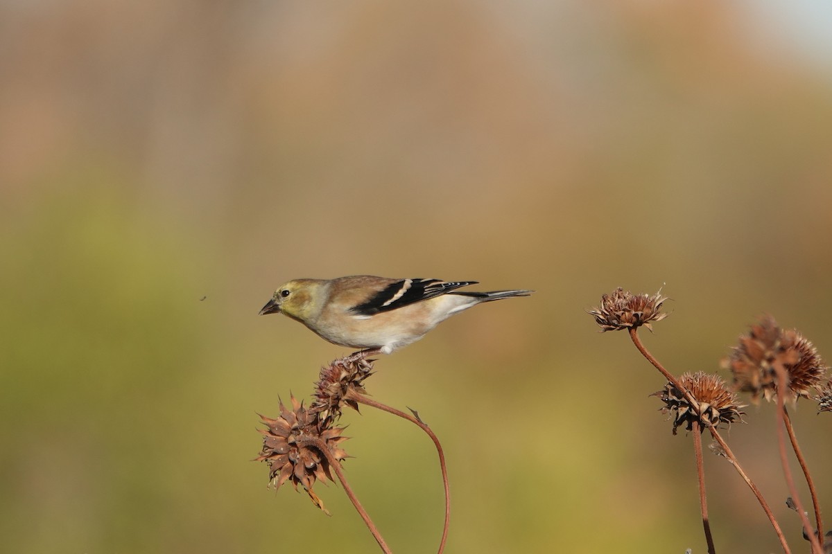 American Goldfinch - ML645133602