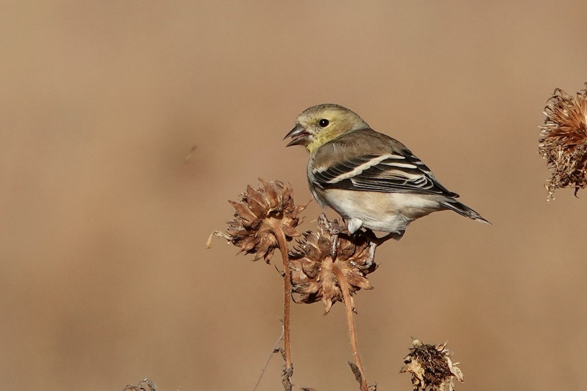 American Goldfinch - ML645133615