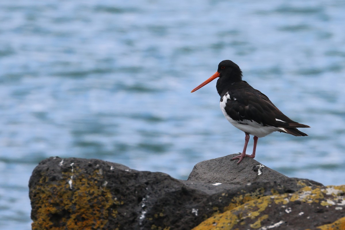 South Island Oystercatcher - ML645133631
