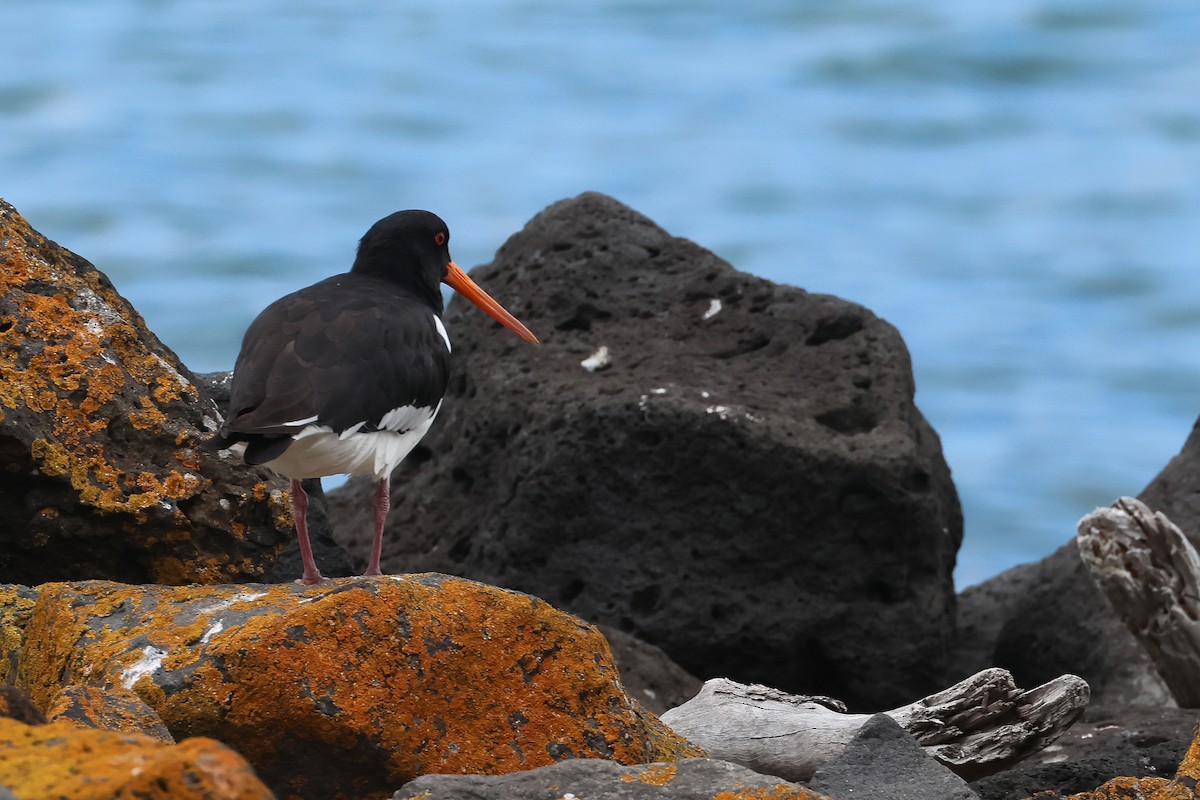 South Island Oystercatcher - ML645133632