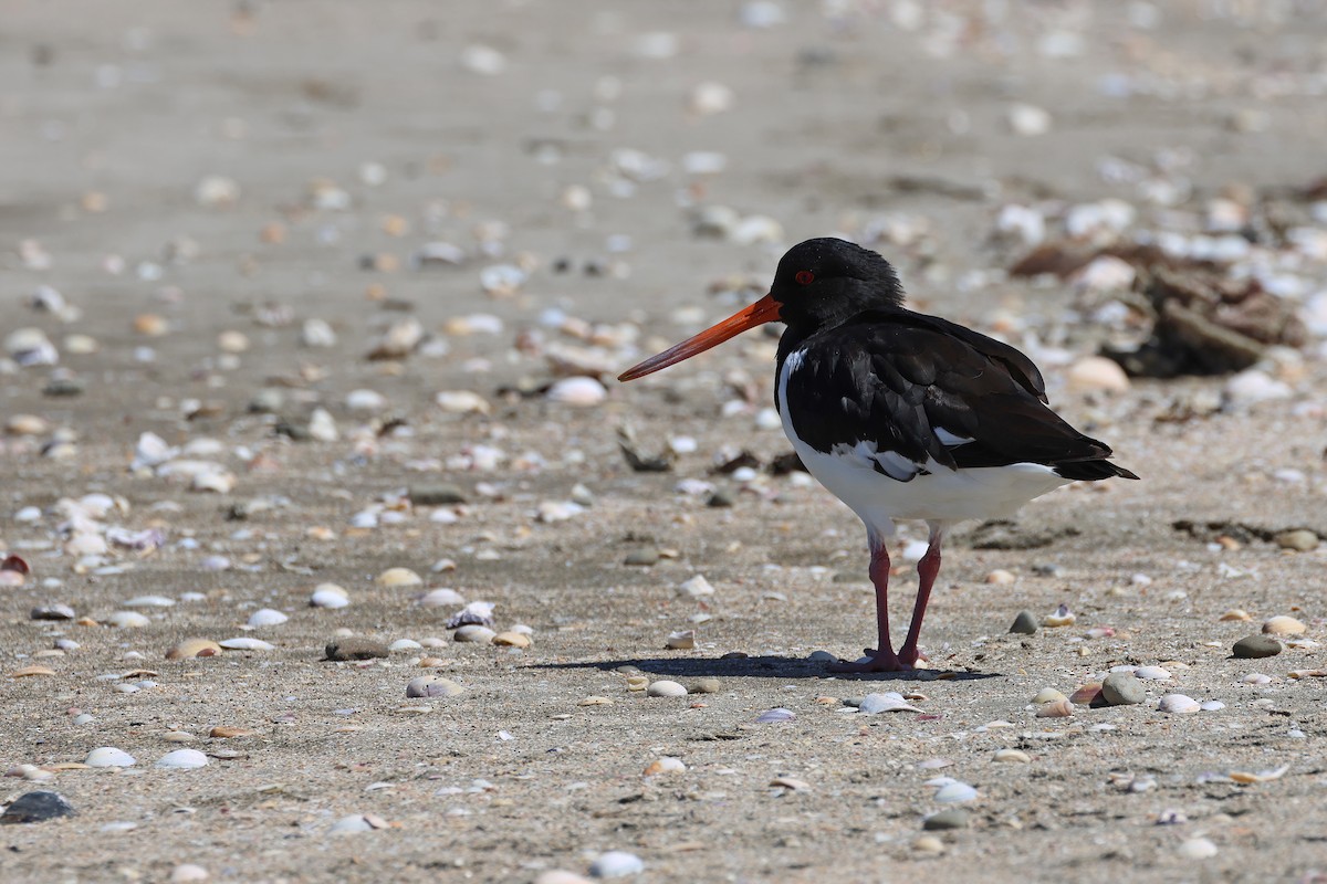 South Island Oystercatcher - ML645133633
