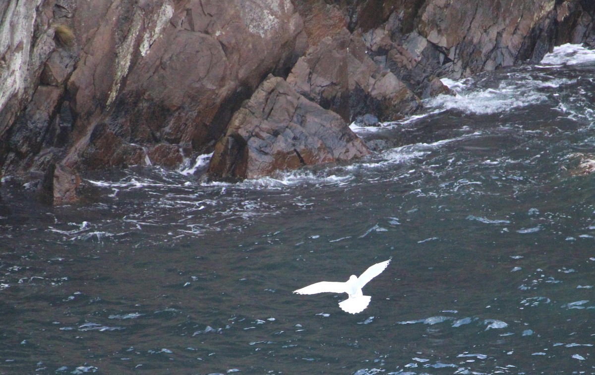 Möwe, unbestimmt - ML645133644