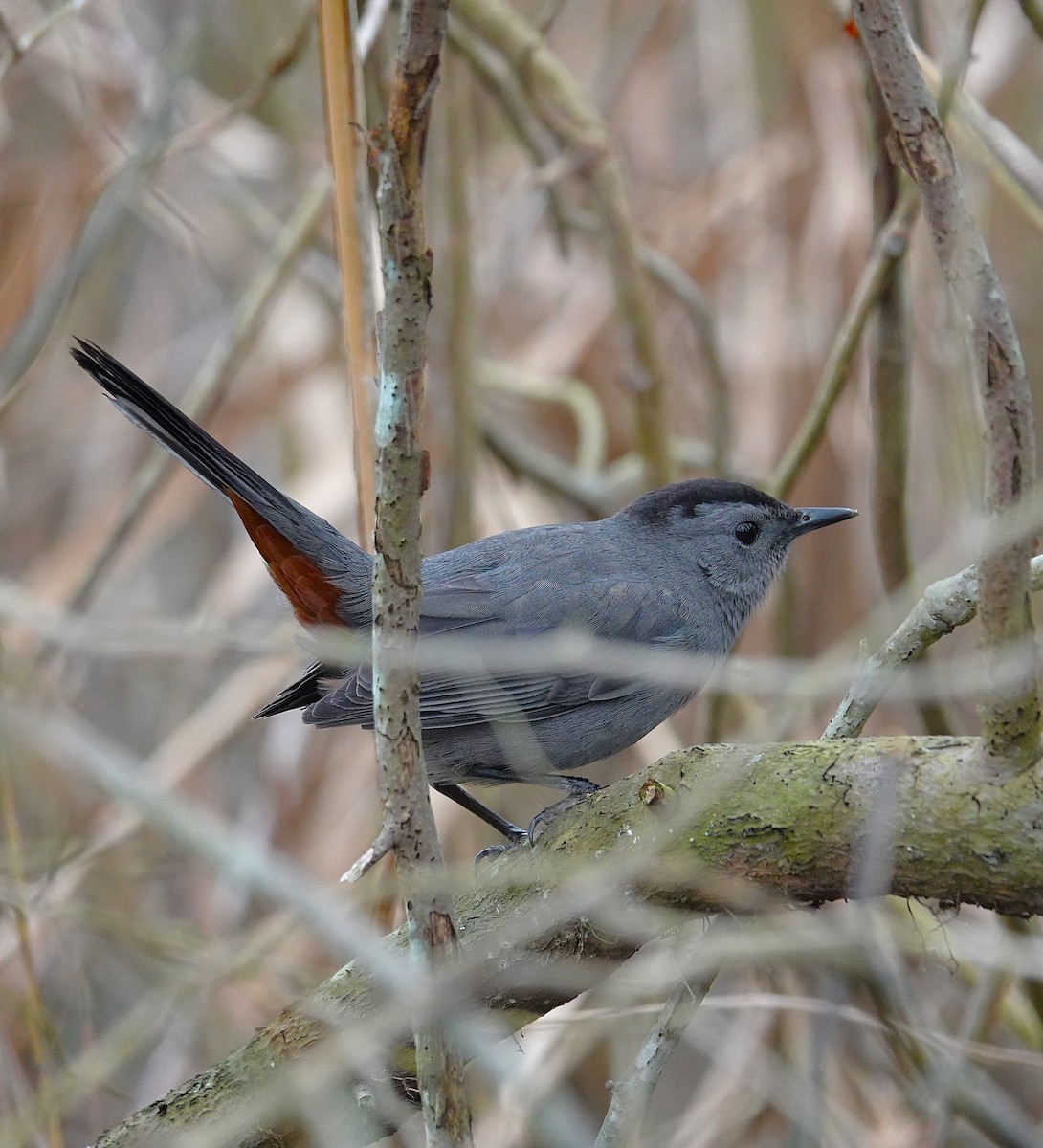 Miaulari grisa - ML645133656