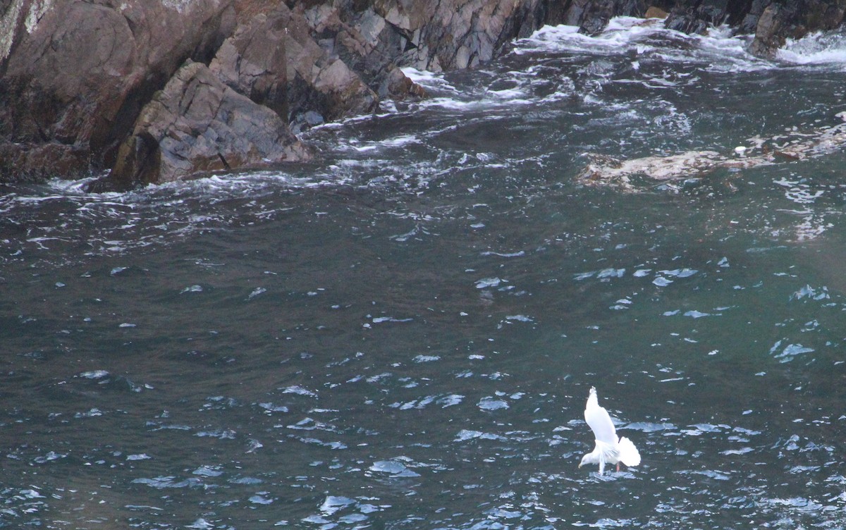 Möwe, unbestimmt - ML645133661