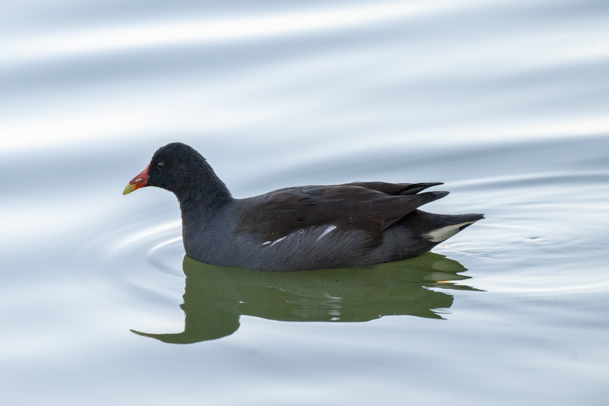 アメリカバン - ML645133662