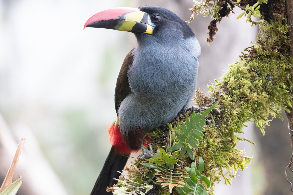 Tucán Pechigrís - ML645133694