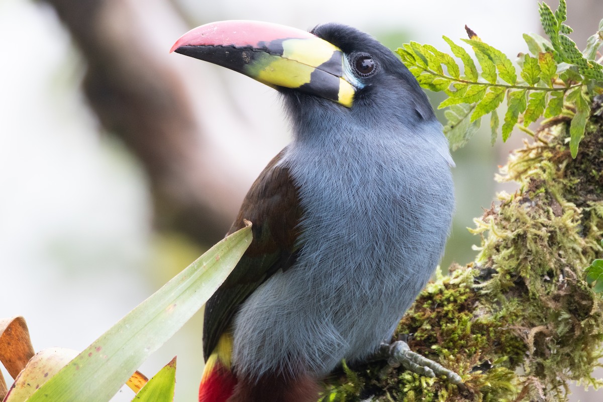 Tucán Pechigrís - ML645133695