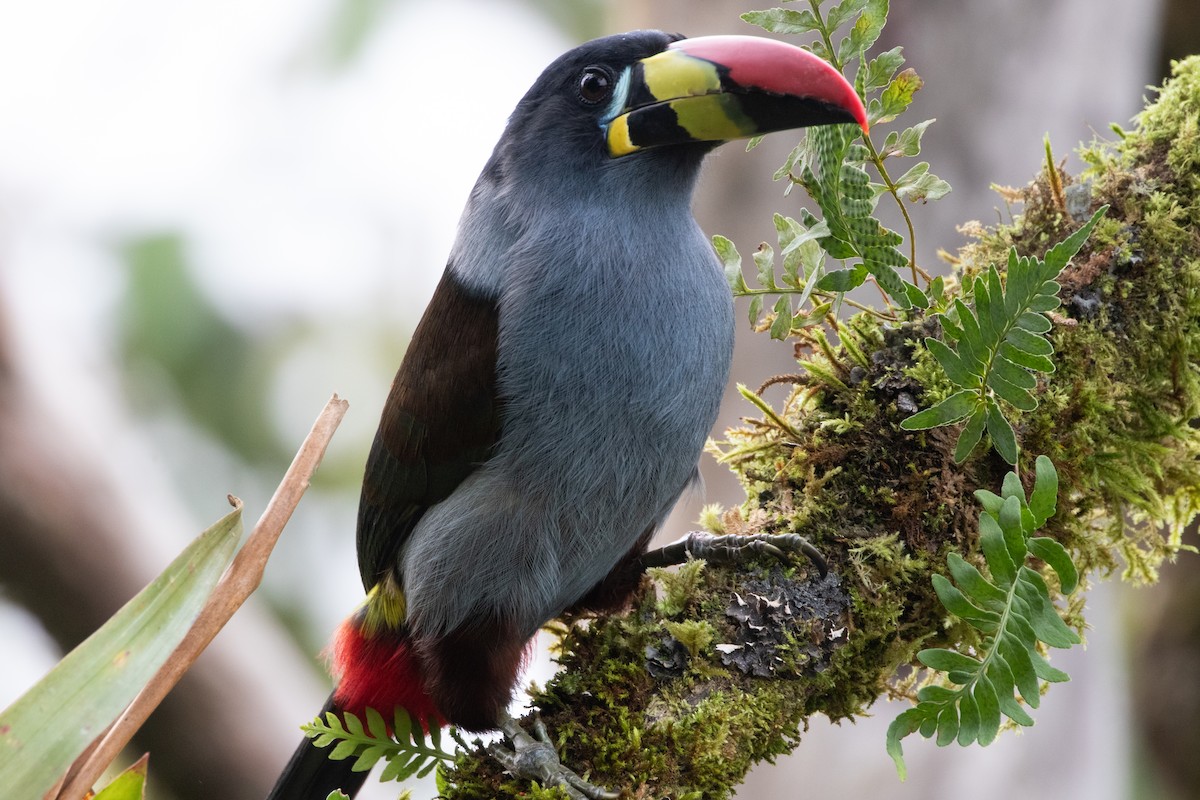 Tucán Pechigrís - ML645133696