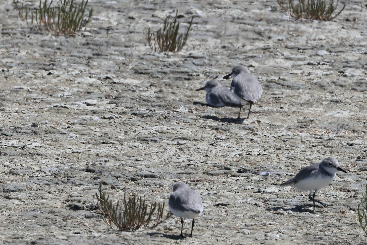 Wrybill - ML645133708