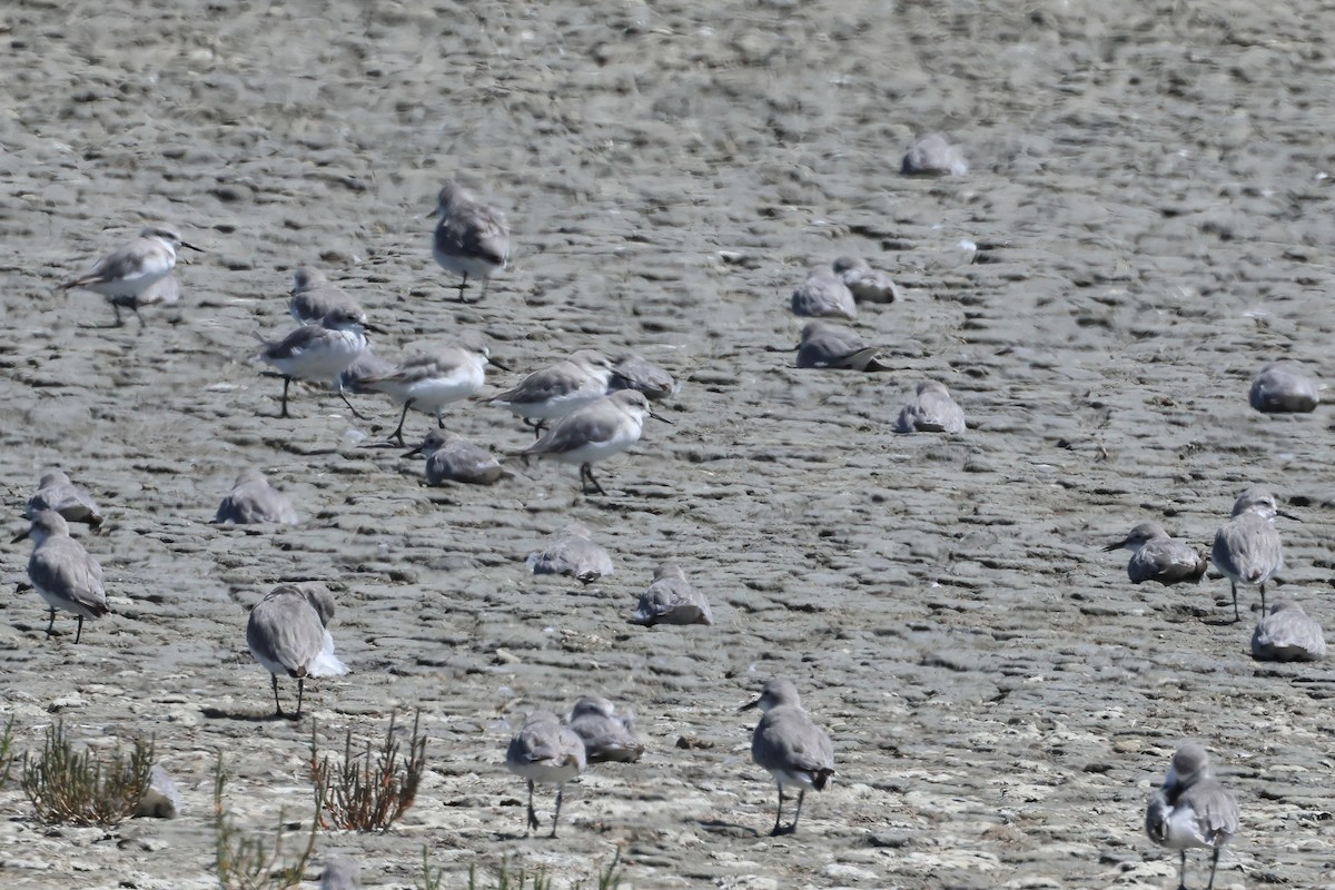 Wrybill - ML645133710