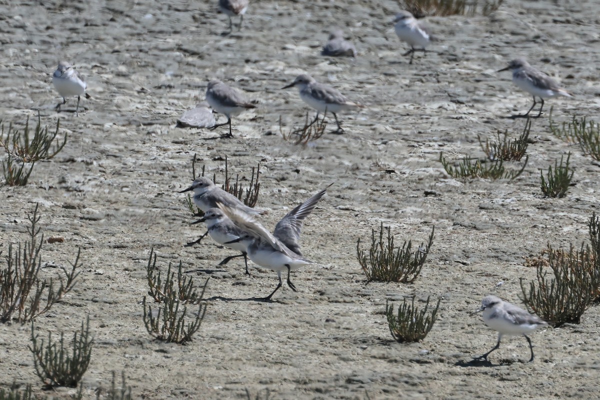 Wrybill - ML645133711