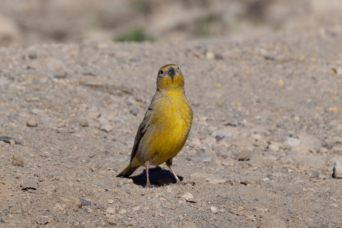 Greater Yellow-Finch - ML645133715