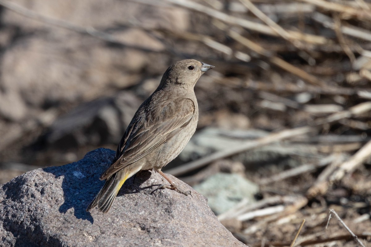 Greater Yellow-Finch - ML645133718