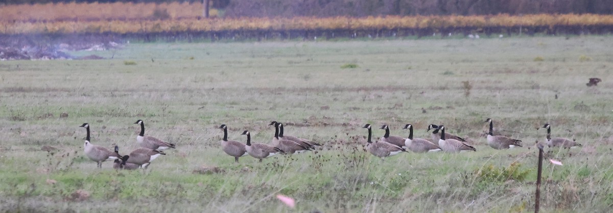 Canada Goose (moffitti/maxima) - ML645133733