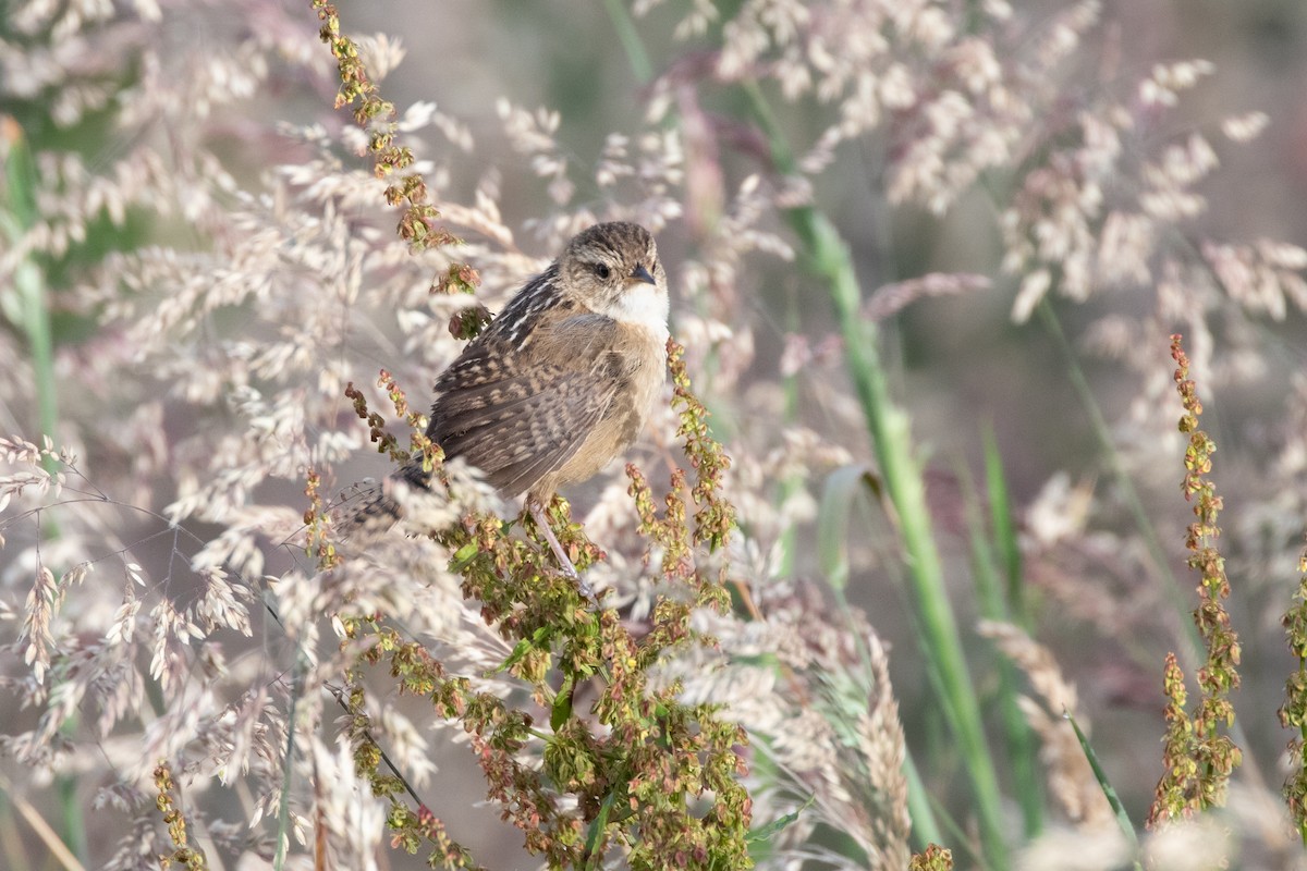 Травяной крапивник - ML645133736