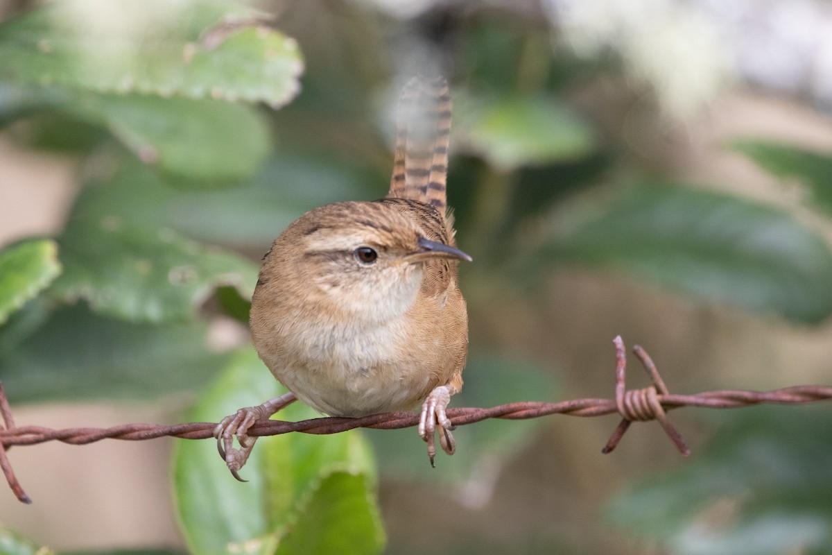 Травяной крапивник - ML645133737