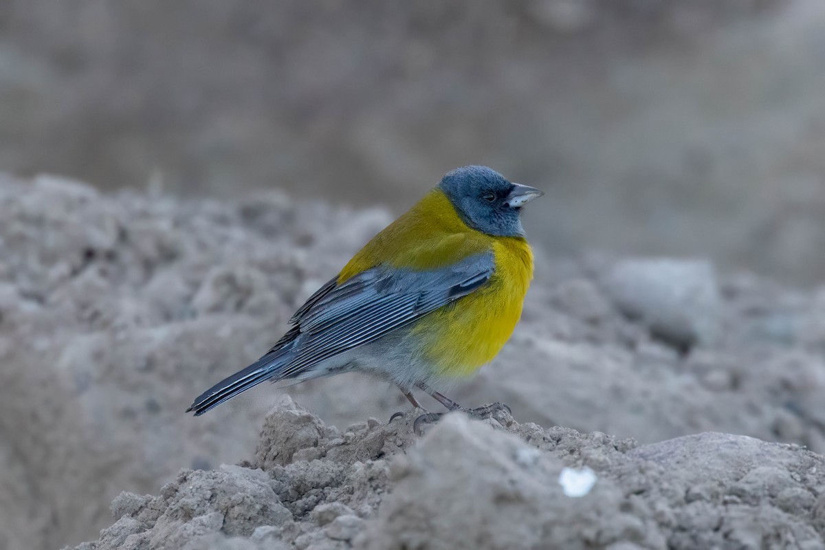 Gray-hooded Sierra Finch - ML645133744