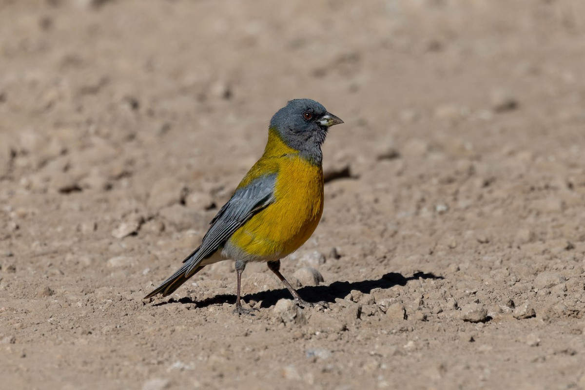 Gray-hooded Sierra Finch - ML645133745