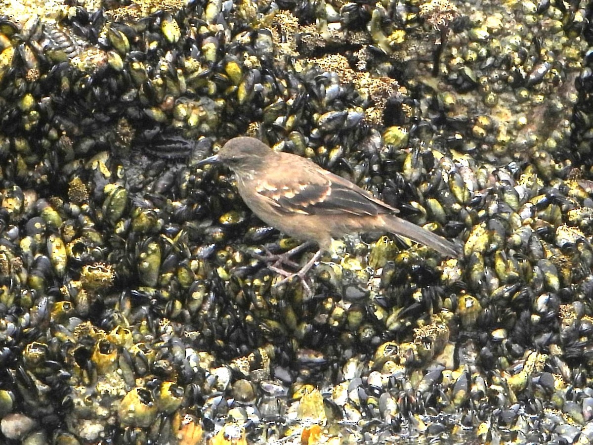 Береговая трясохвостка - ML645133779