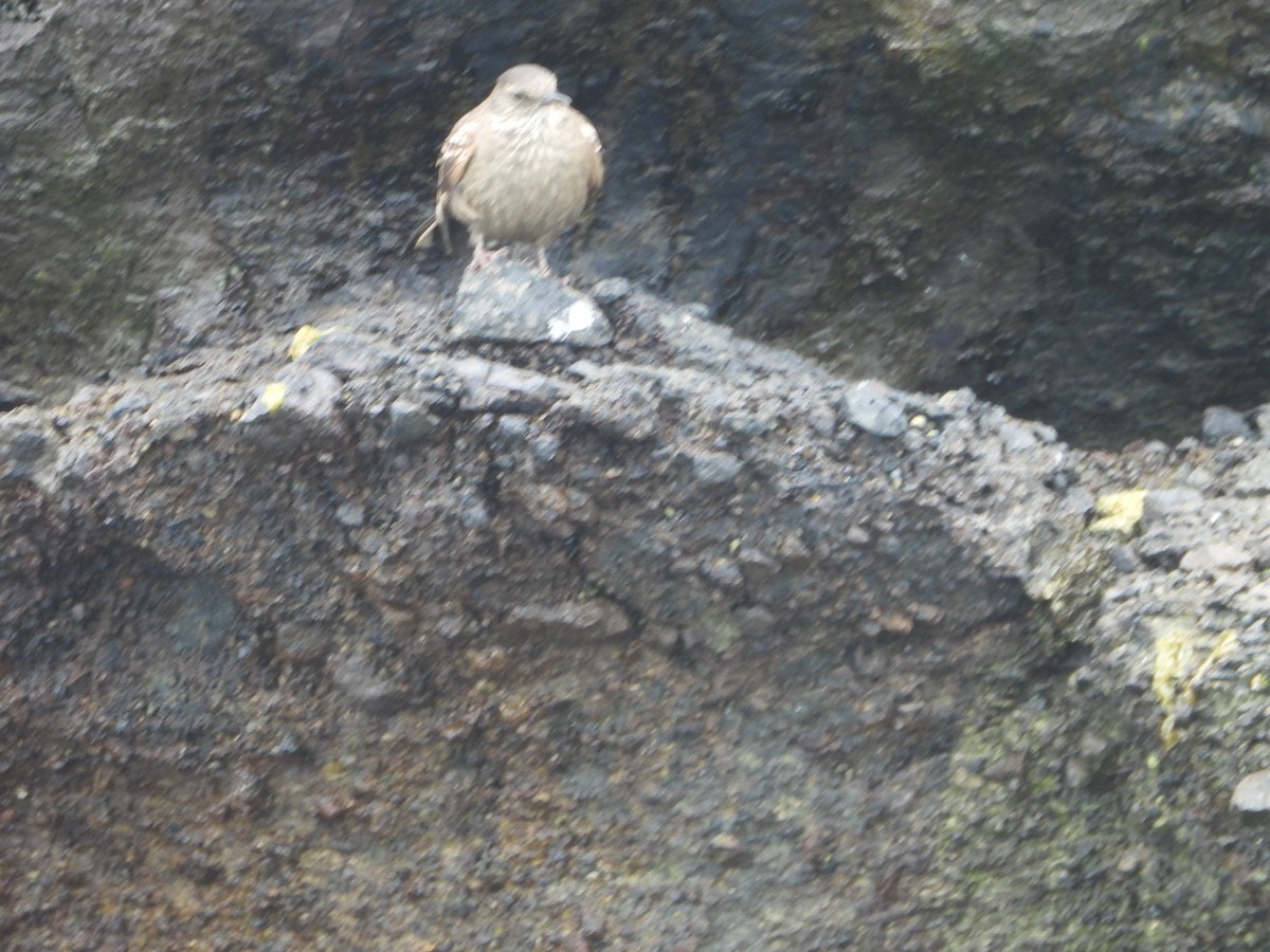 Береговая трясохвостка - ML645133780