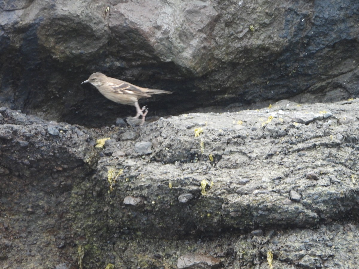 Береговая трясохвостка - ML645133781