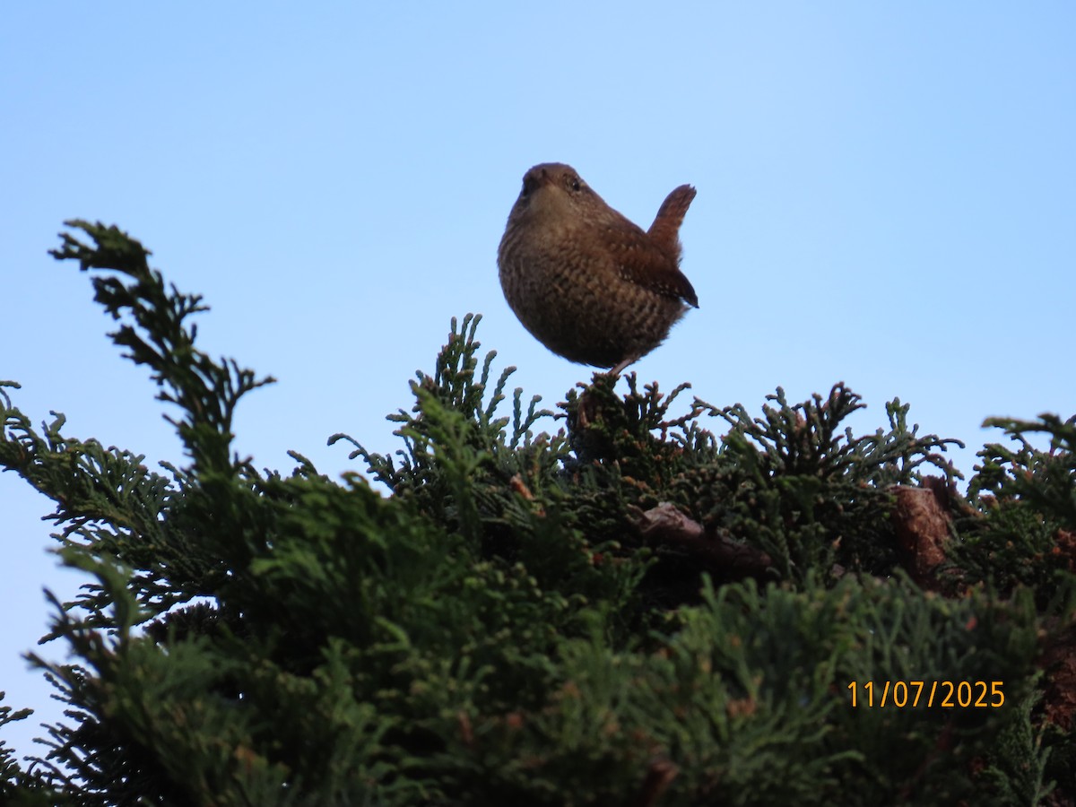 střízlík kanadský - ML645133782