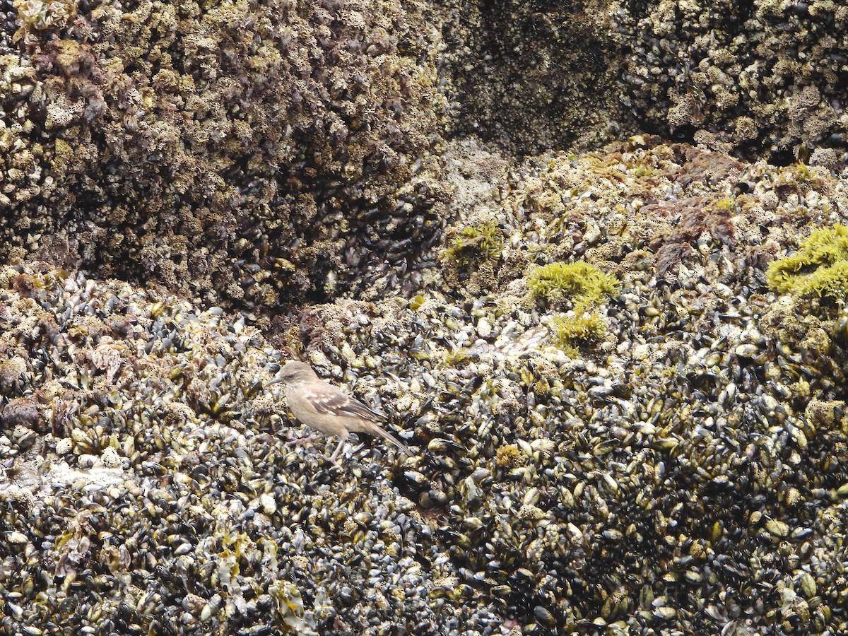 Береговая трясохвостка - ML645133783