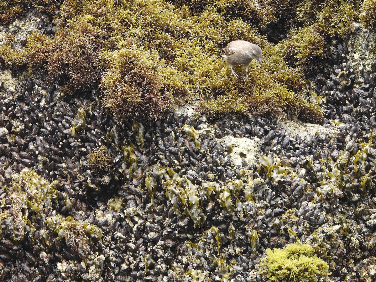 Береговая трясохвостка - ML645133784