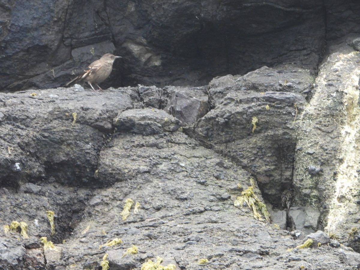 Береговая трясохвостка - ML645133785