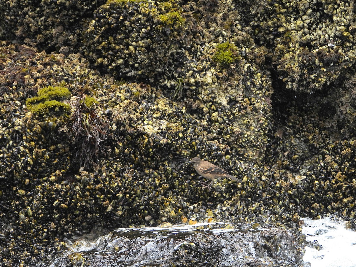 Береговая трясохвостка - ML645133786