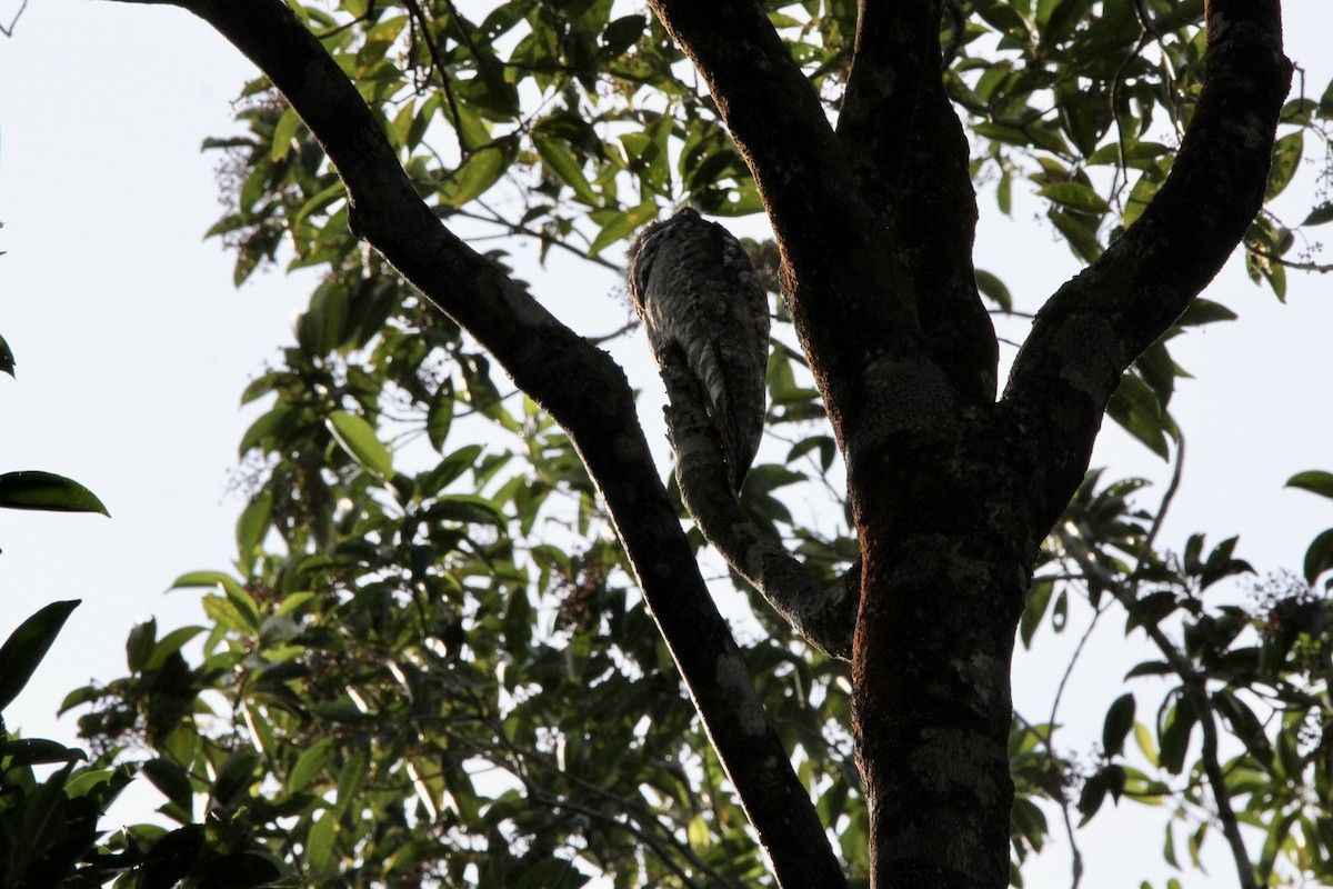 Great Potoo - ML645133805