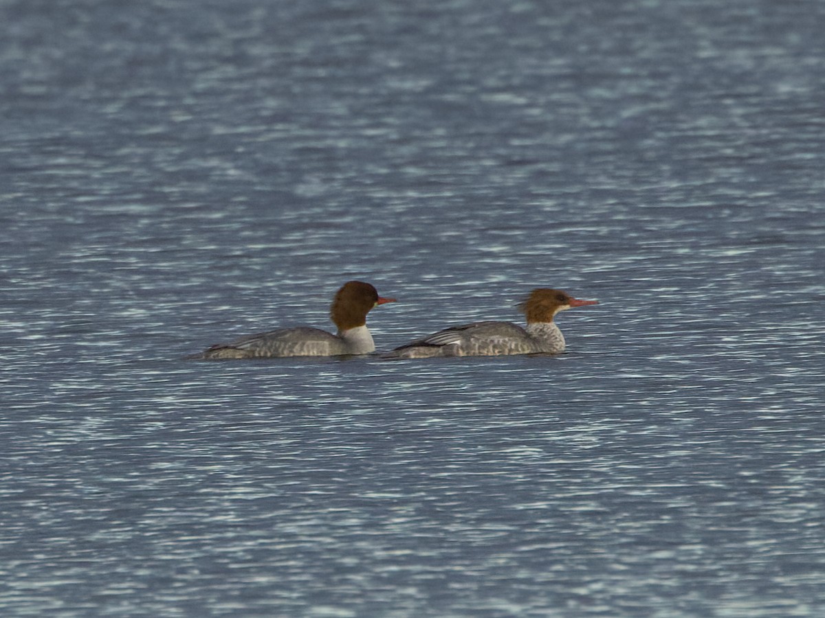 Common Merganser - ML645133807